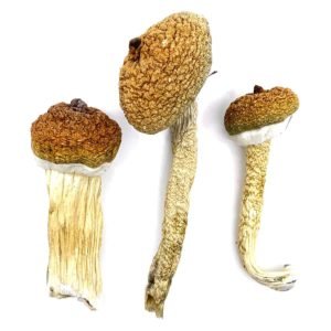 Blue meanie magic mushrooms
