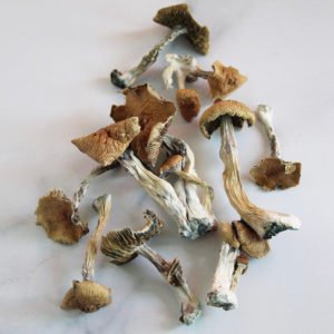 buy golden teacher magic mushrooms uk
