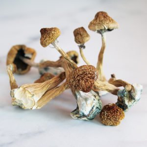 buy african transkei magic mushrooms uk