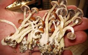 buy magic mushrooms in uk, uk psychedelic shrooms, magic mushrooms