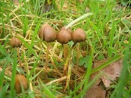 buy liberty caps mushrooms, psychedelic mushrooms