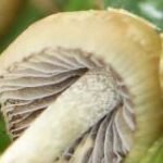 liberty caps shroom gills