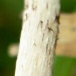 liberty cap stem