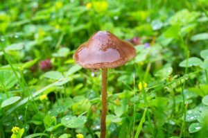 liberty caps mushrooms or shrooms