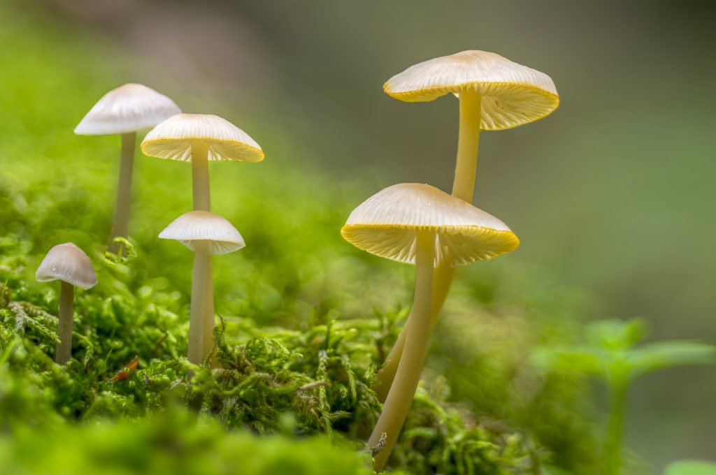 buy liberty caps for sale online in uk