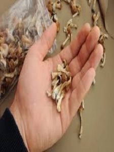 uk magic mushrooms for sale