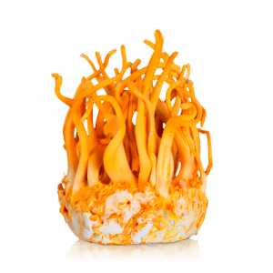 buy Cordyceps 10ml (Liquid Culture) uk