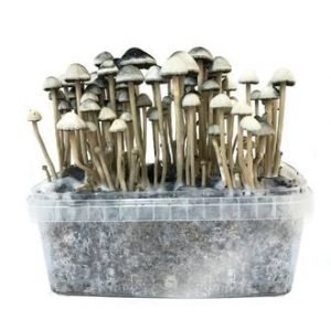Magic Mushroom Grow Kit