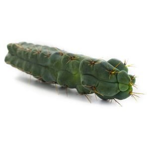 buy echinopsis hedgehog cactus, buy mescaline cacti uk, buy psychedelic mushroom in uk