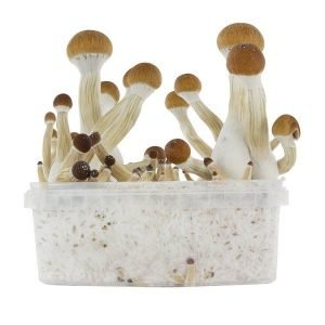 buy golden teacher grow kit