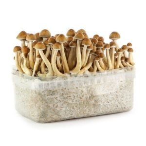 buy hawaiian mushroom grow kit uk