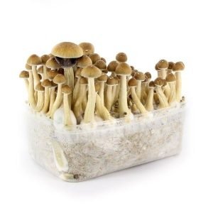 buy mazatapec mushroom grow kit uk