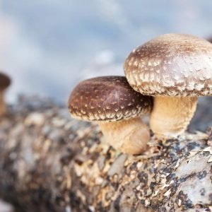 buy shiitake mushrooms 10ml liquid culture uk