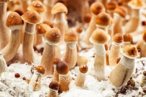 grow golden teacher mushrooms from spores, how to grow magic mushrooms
